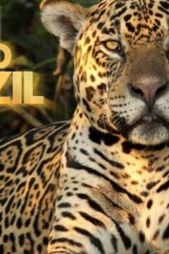 Дикая Бразилия (2014)