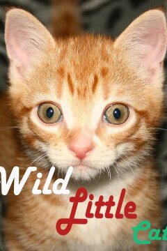 Дикие маленькие кошки (2017)