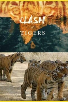 Схватка тигров (2018)