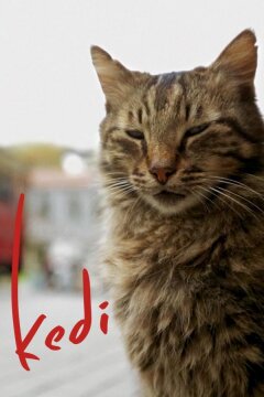 Город кошек / Кот (2016)