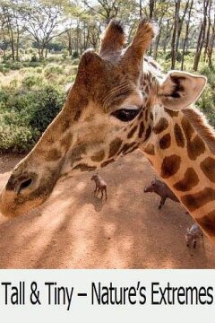 Большие и маленькие в живой природе (2018)