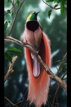 Райские птицы (2021)