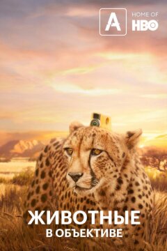 Животные в объективе (2018)