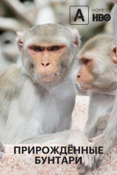 Прирождённые бунтари (2018)